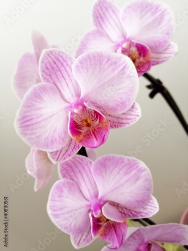 pink orchid blossoms  flowers  close up