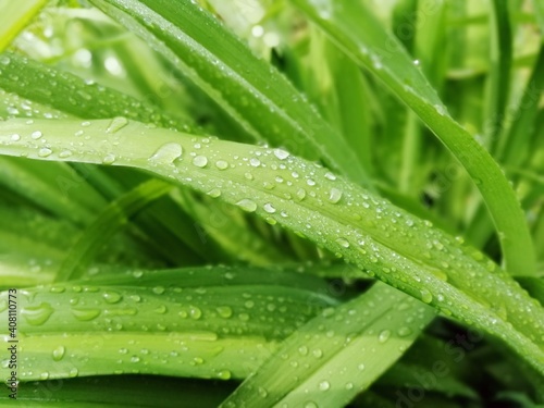 Morning dew on green grass, close up