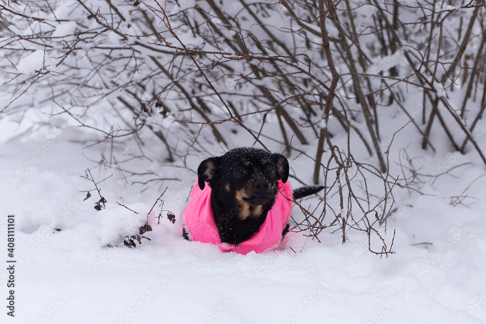 Little black dog in the snow