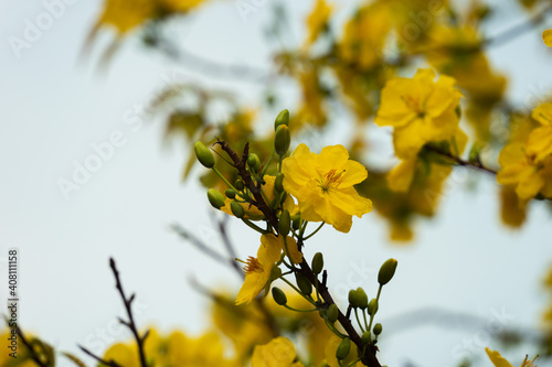Hoa Mai tree (Ochna Integerrima) flower, traditional lunar new year (Tet holiday) in Vietnam. Two tulips pointing at the sky next to the forest yellow tulips symbolizing glory.