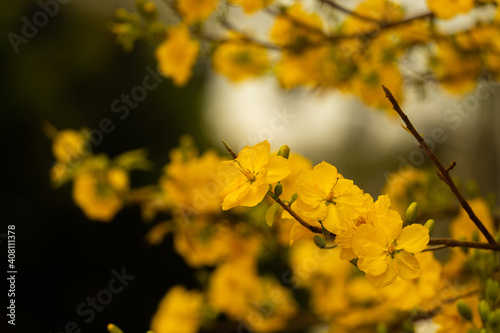 Hoa Mai tree (Ochna Integerrima) flower, traditional lunar new year (Tet holiday) in Vietnam. Two tulips pointing at the sky next to the forest yellow tulips symbolizing glory.