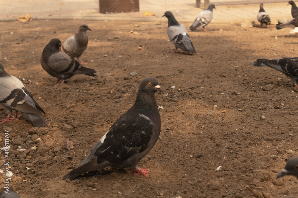 Fototapeta premium nine doves of different colors walk the earth