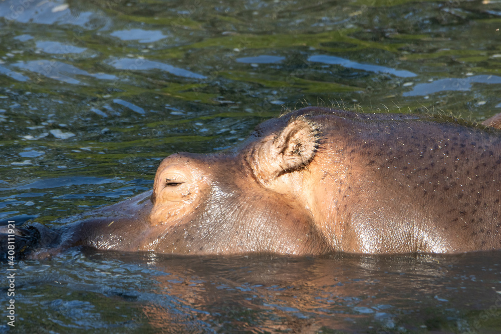 Fototapeta premium ippopotamo in acqua