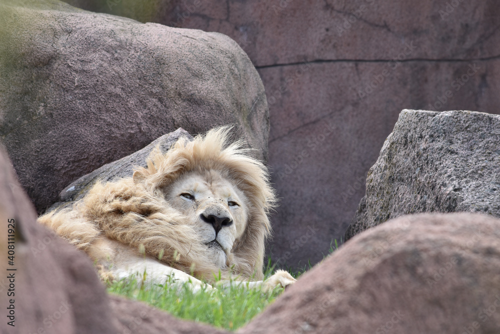 Obraz premium lion
