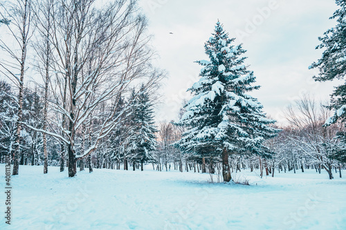 Beautiful winter landscape with snow covered trees. Winter forest in evening sunset with fir tree, pine fir-tree and birch City urban scene. Vibrant toned picture.
