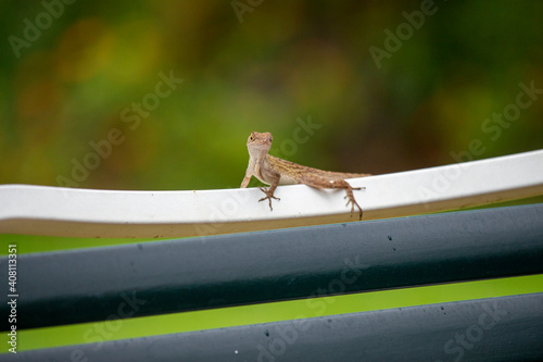 Anole lizard outside on the patio chaise furniture, brown with green background.