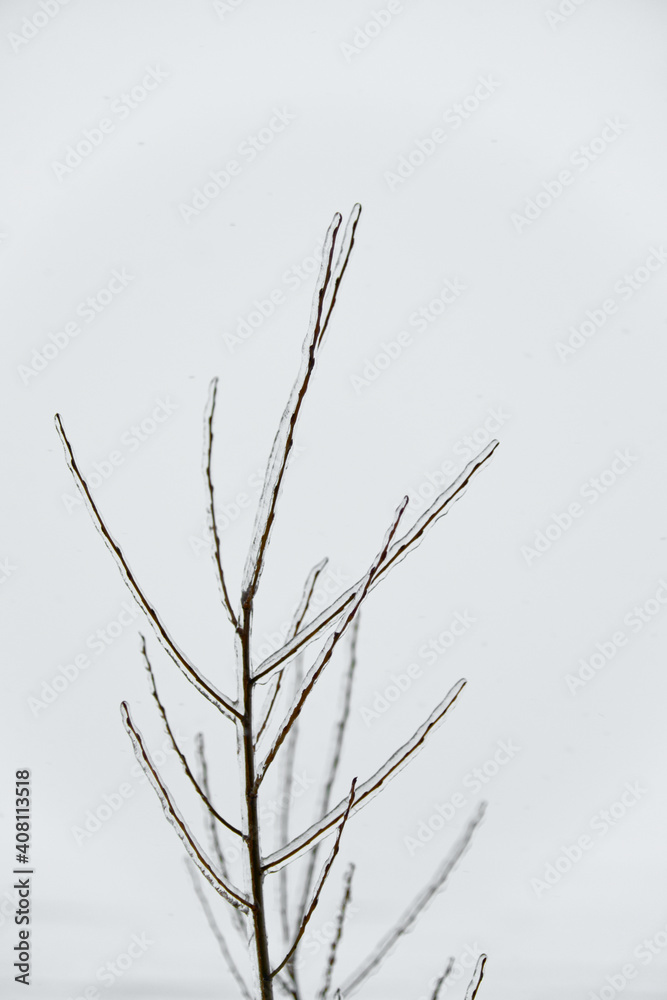 Close-up glittering tree branches with a thick layer of ice. Winter concept. Close-up glittering tree branches with a thick layer of ice. Winter concept.