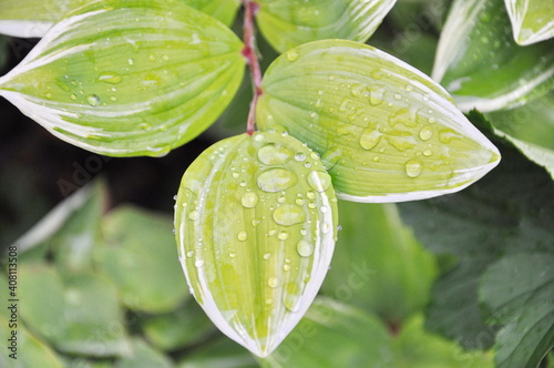 Raindrops on colorful leaves in a perennial garden