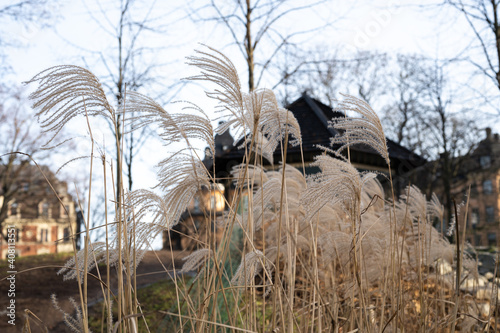 Photography Swaying plants in Tegnérlunden park in Stockholm