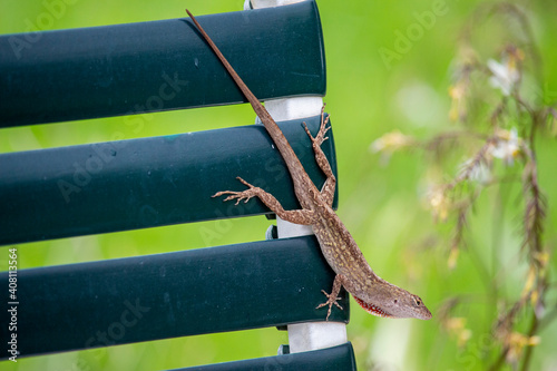 Anole lizard outside on the patio chaise furniture, brown with green background.