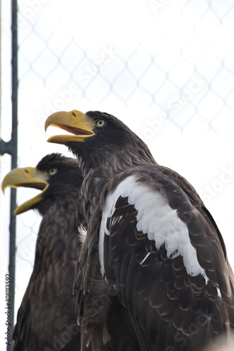 Eagle