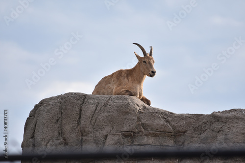 Goat Mountain