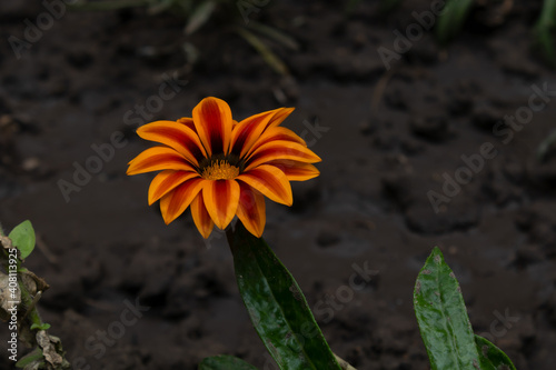 red-orange flower on a stem on a ground background © Aleksandr_Villou