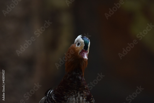 pekin duck