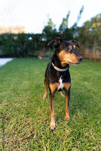 Close-up photo of a pinscher playing on with the grass in a private garden. These dogs usually need big spaces so they can run and consume all the energy they contain.