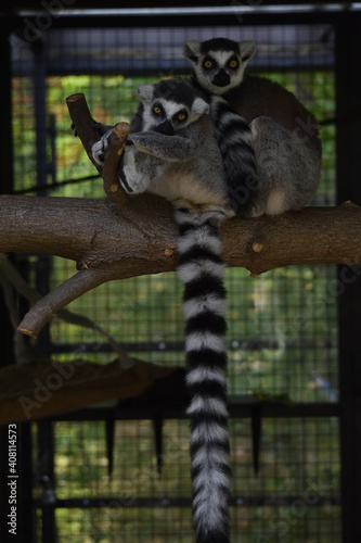 Ring-tailed lemur