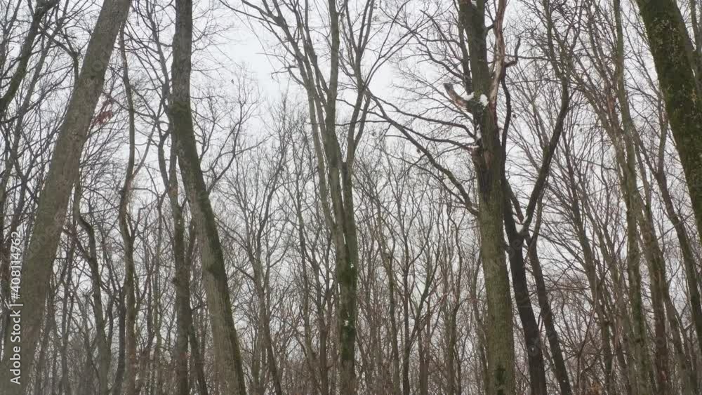 Trees without leaves on a gray sky. Silhouette of a tree in cloudy weather. Silhouette of a tree without leaves on a background of a cloudy sky. Trees without leaves in cloudy weather. Trees without leaves on a gray sky. Silhouette of a tree in cloudy weather. Silhouette of a tree without leaves on a background of a cloudy sky. Trees without leaves in cloudy weather.