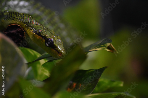 snake