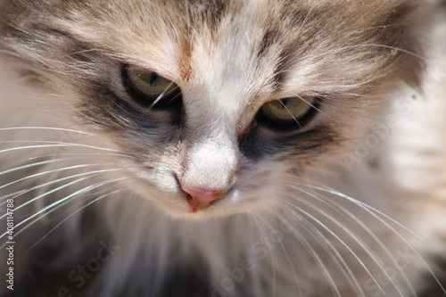 a white and gray cat outside