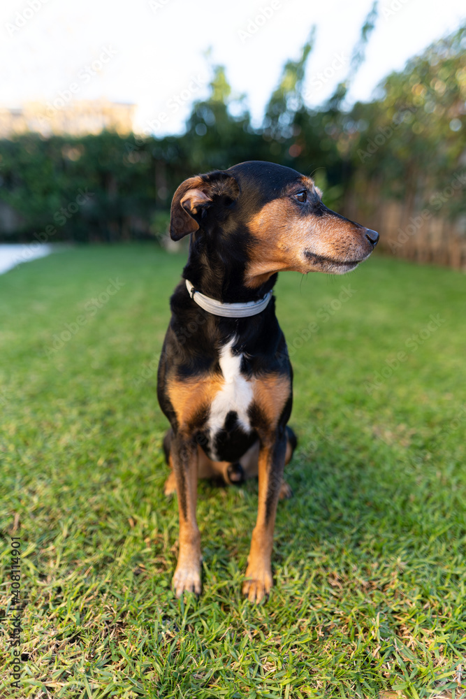 Close-up photo of a pinscher playing on with the grass in a private garden. These dogs usually need big spaces so they can run and consume all the energy they contain.