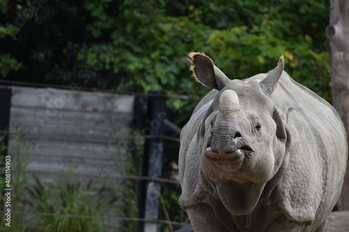 Rhino