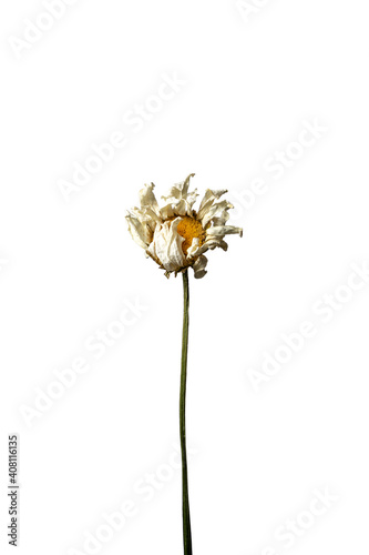 Isolated dry chamomile on a white background dry flower with crumpled parts of dry leaves and petals with a part of dry stem. Herbarium of ordinary flowers improperly dried.
