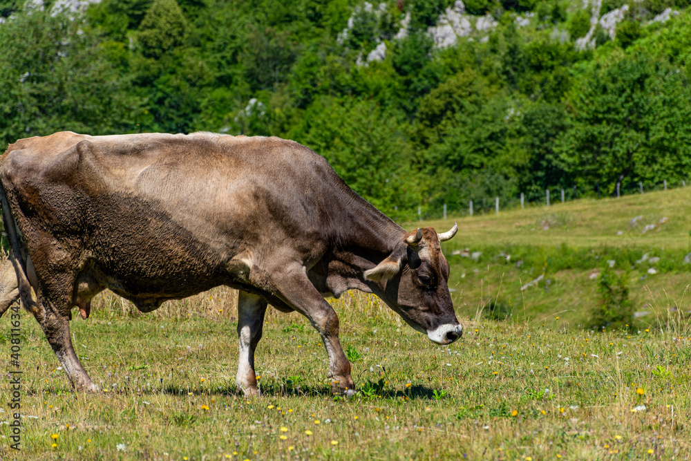 cow on a meadow