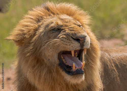 Fototapeta Naklejka Na Ścianę i Meble -  Portrait of beautiful large wild male lion with mane
