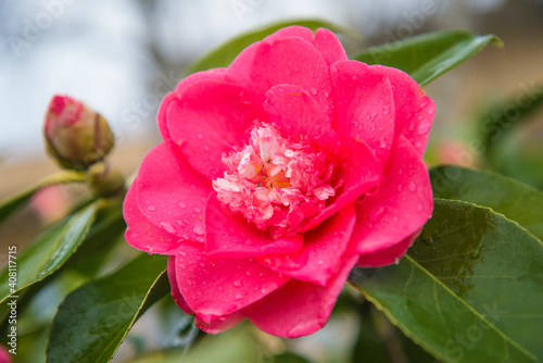 Beautiful purple camellia flower with waterdrops close up