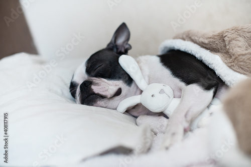 Fototapeta Naklejka Na Ścianę i Meble -  A young funny pet dog Boston Terrier with pleasure sleeps with his favorite toy - a white soft bunny in the bed under the blanket.