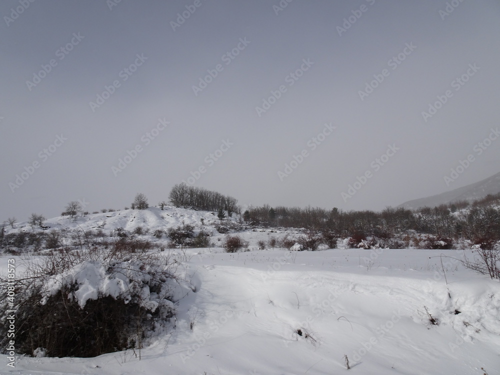 snow covered trees