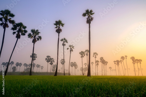Silhouette of sugar palm farm with paddy field, sunrise background