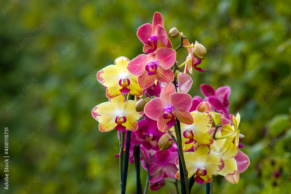 Beautiful orchid flowers - phalaenopsis - obrazy, fototapety, plakaty 