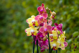 Beautiful orchid flowers - phalaenopsis