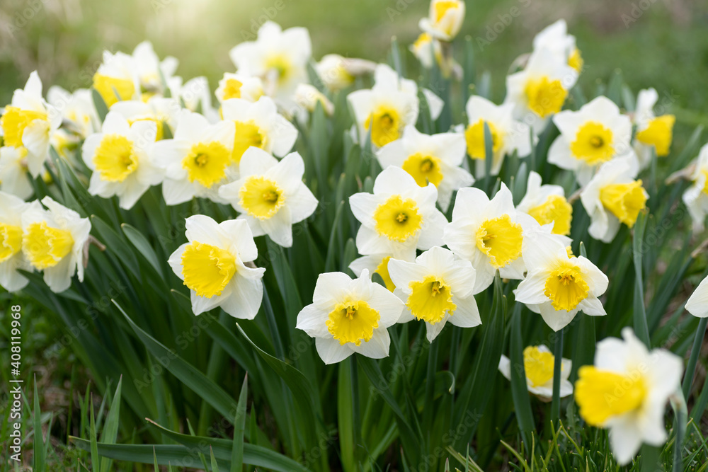 White daffodils in a flower garden in spring. Selective focus. White daffodils in a flower garden in spring. Selective focus.