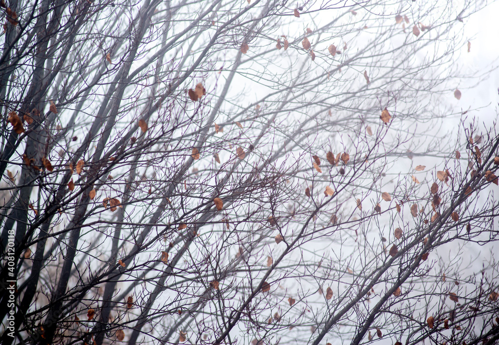 Obraz premium trees in a foggy day during winter season, evocative image 