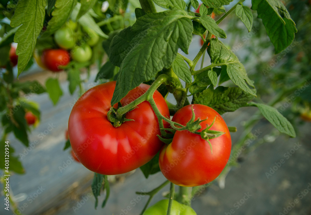 Closeup shot of two juicy tomatoes on plant 