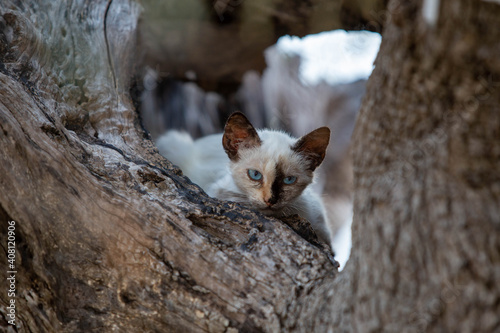 Gatto maculato  photo