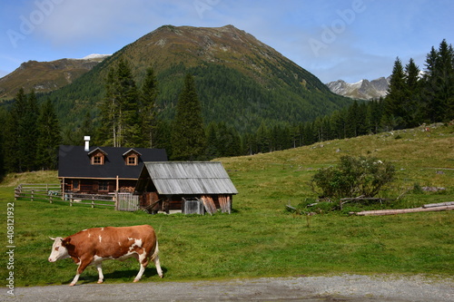 Cow walking on a road in front of wooden cottage in the mountains photo
