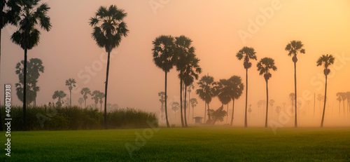 Panorama of sugar palm farm with paddy field, sunrise background