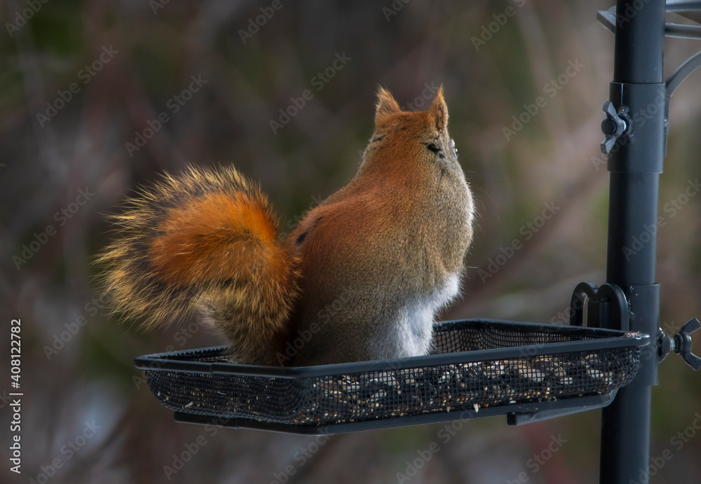 Fototapeta premium Squirrel Doesn't Want a Photo Taken