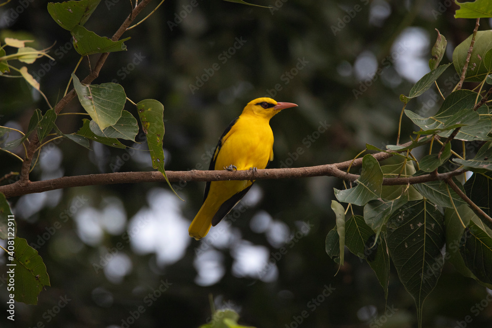 Obraz premium Indian golden oriole male bird perched in a tree