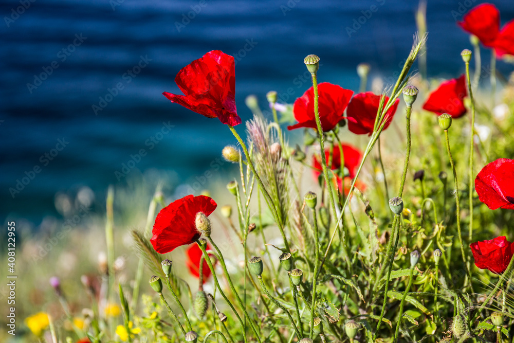 Obraz premium Beautiful red poppies near the sea