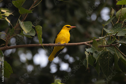 Indian golden oriole male bird perched in a tree