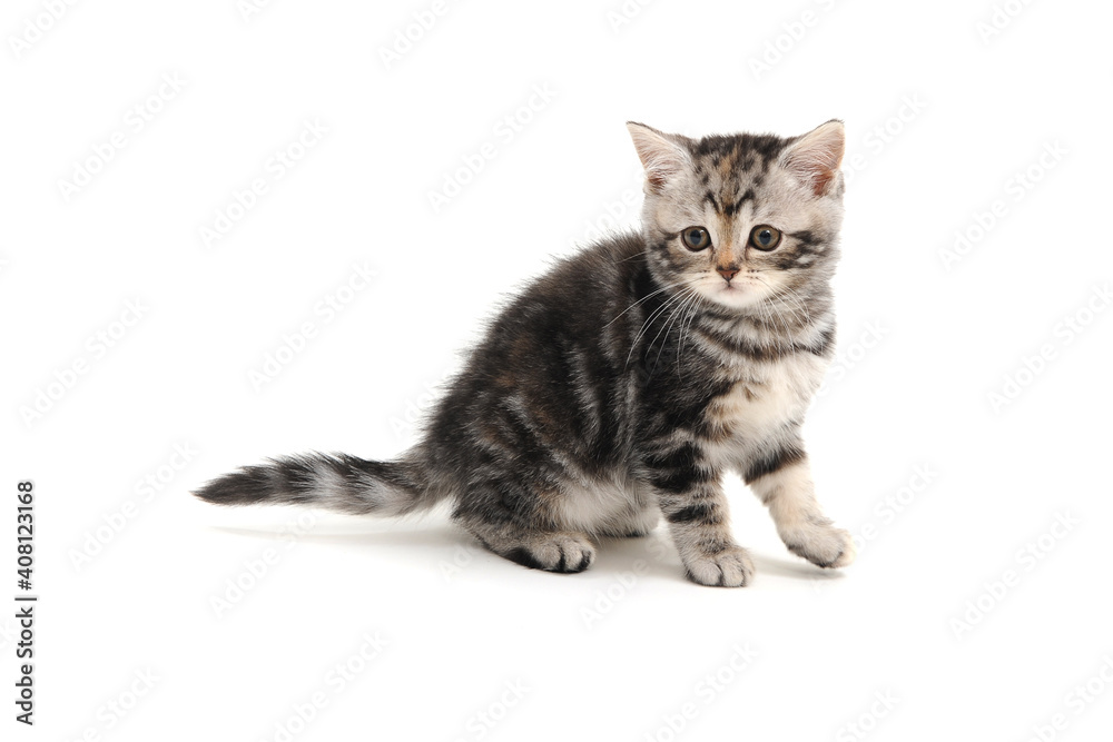 American wire-haired cat on a white background