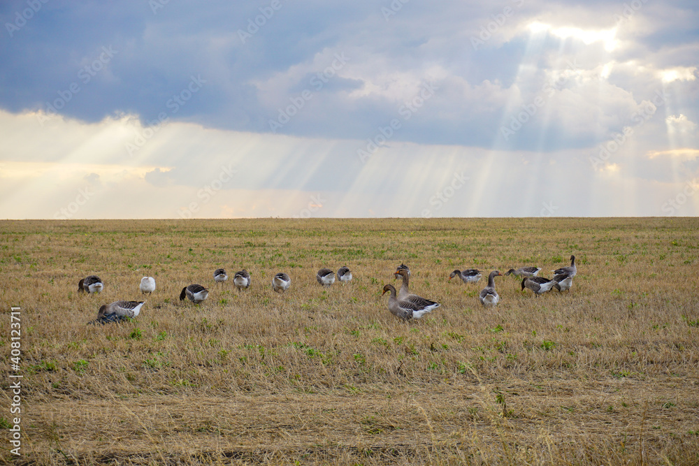 domestic geese walking in the field, cloudy sky, contrasting sun rays, autumn landscape domestic geese walking in the field, cloudy sky, contrasting sun rays, autumn landscape