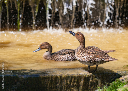 A beautiful female duck stands on the edge of a pond.