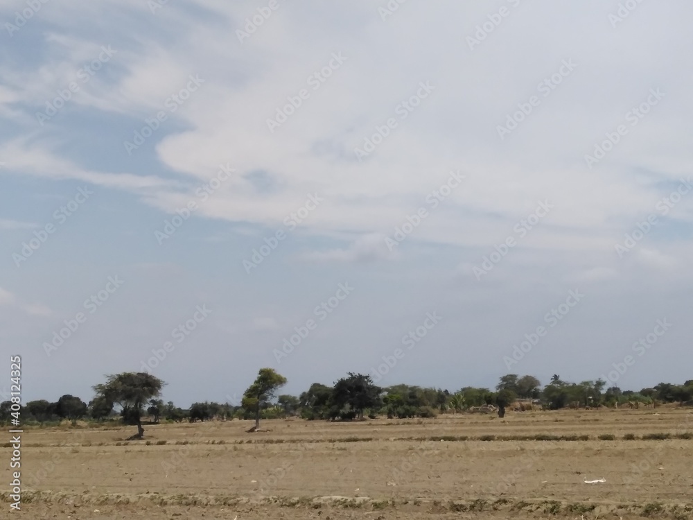 wildebeest in serengeti city