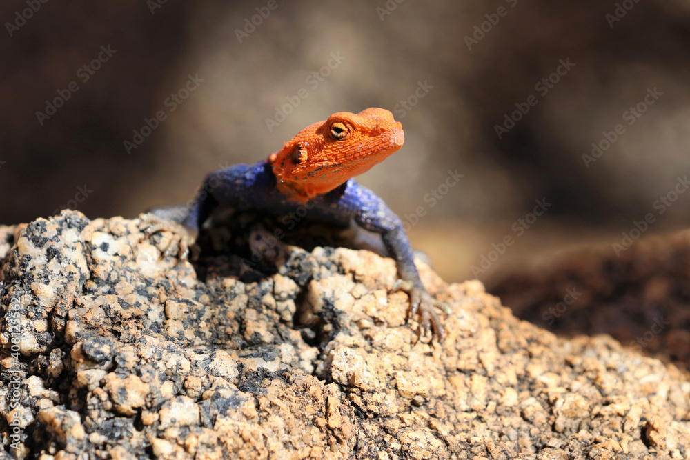 common agama, red-headed rock agama, (Agama agama) - Namibia, Africa common agama, red-headed rock agama, (Agama agama) - Namibia, Africa