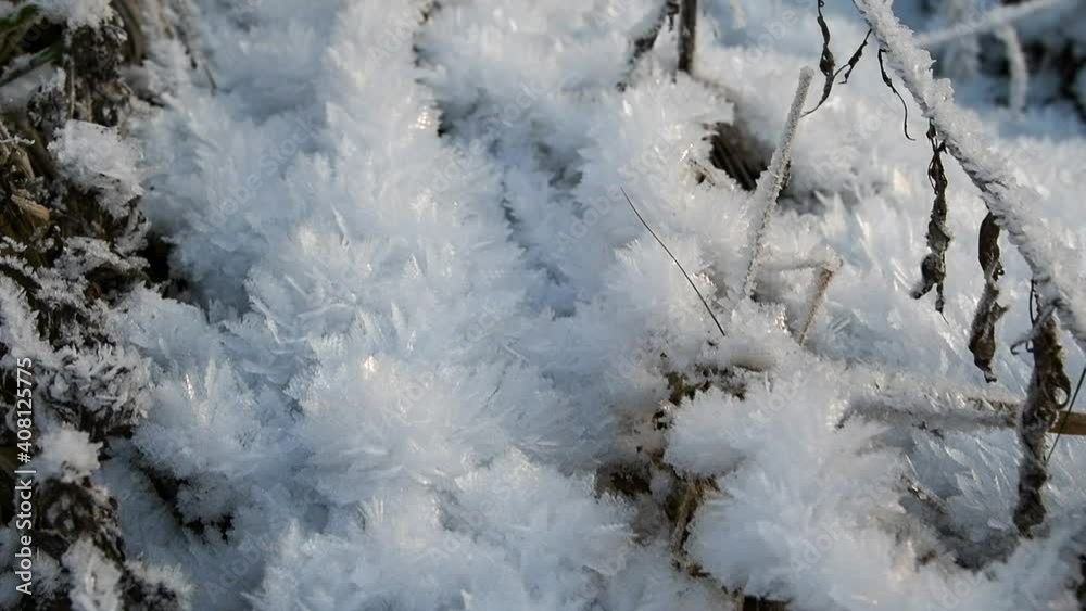 Close-up view of dry grass in severe frost covered with ice crystals that look like snowflakes at sunset in forest. Beautiful nature background. Winter weather forecast theme. Close-up view of dry grass in severe frost covered with ice crystals that look like snowflakes at sunset in forest. Beautiful nature background. Winter weather forecast theme.